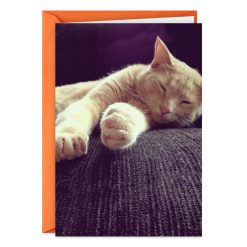 Hallmark - Celebrate Like a Cat Funny Birthday Card